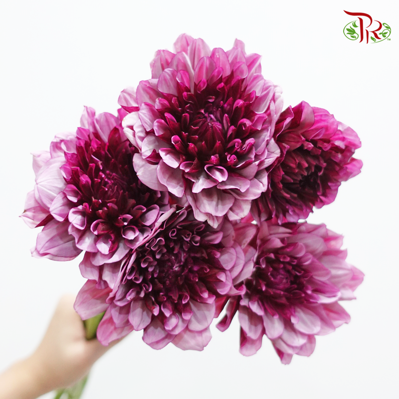 Dahlia Hybrida - Kaiser Creative (Per Bunch)-Pink-China-prflorist.com.my