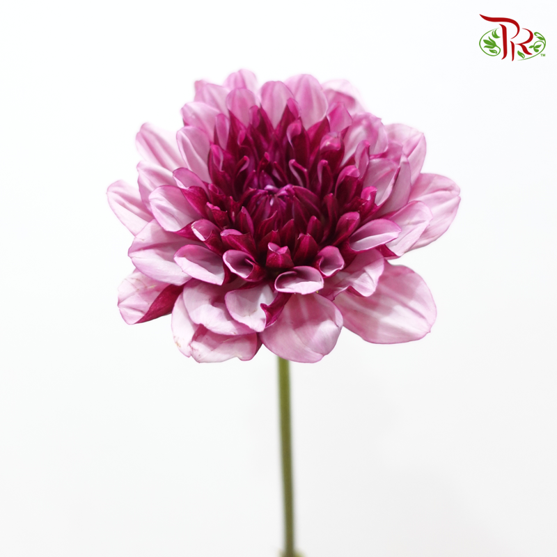 Dahlia Hybrida - Kaiser Creative (Per Bunch)-Pink-China-prflorist.com.my