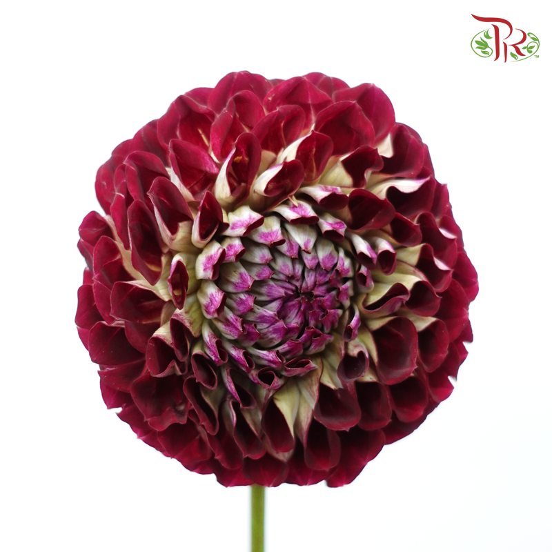 Dahlia Hybrida - Maroon (Per Bunch)-Maroon-China-prflorist.com.my