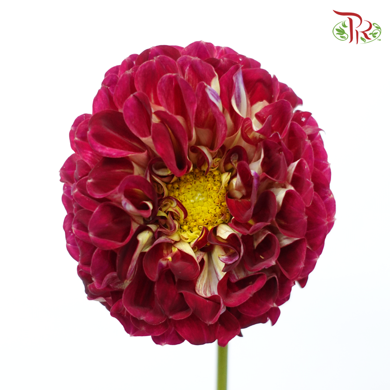 Dahlia Hybrida - Maroon (Per Bunch)-Maroon-China-prflorist.com.my