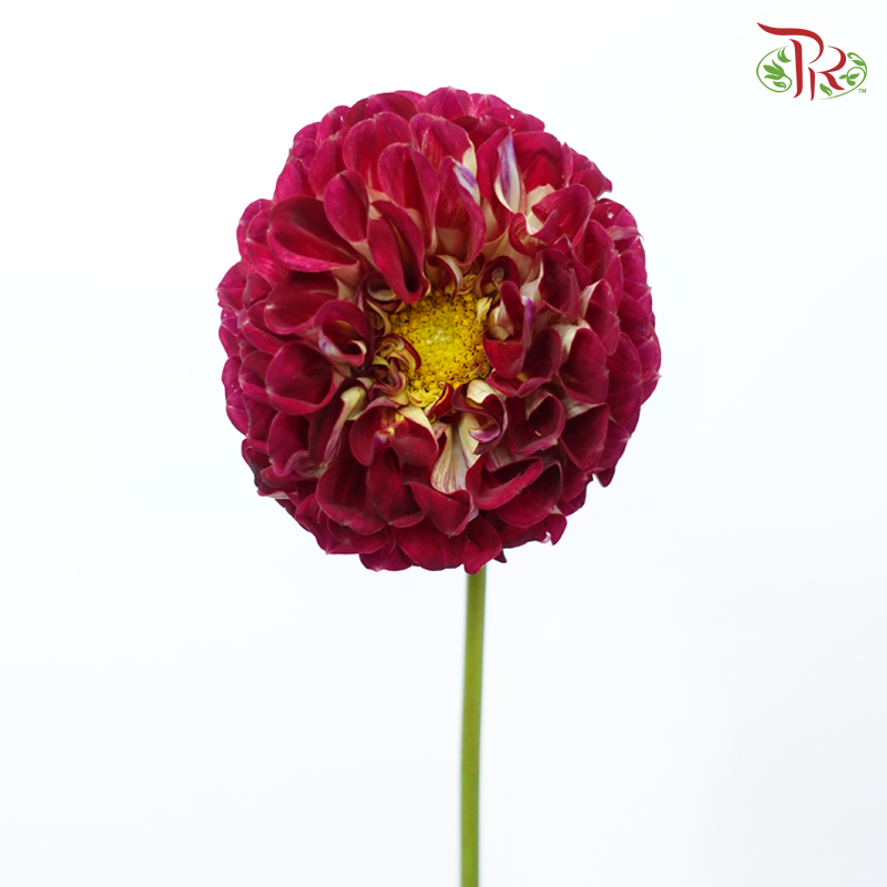 Dahlia Hybrida - Maroon (Per Bunch)-Maroon-China-prflorist.com.my