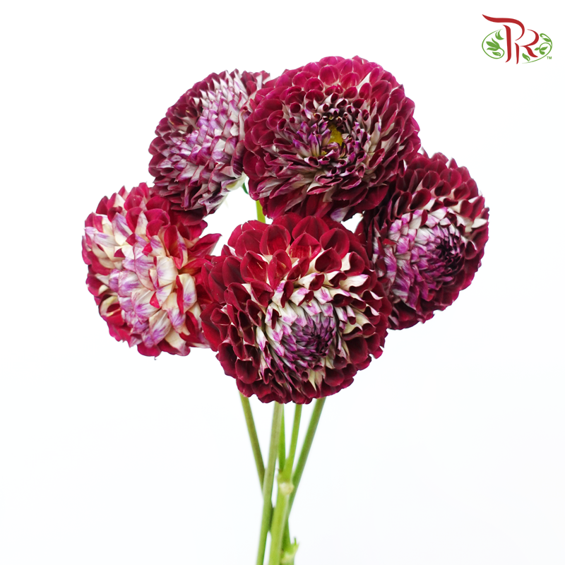 Dahlia Hybrida - Maroon (Per Bunch)-Maroon-China-prflorist.com.my