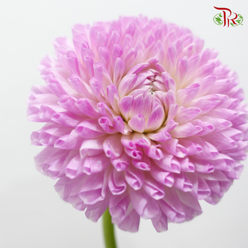 Dahlia Hybrida - Megan Dean (Per Bunch)-Pink-China-prflorist.com.my