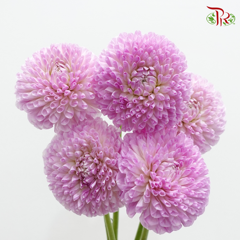 Dahlia Hybrida - Megan Dean (Per Bunch)-Pink-China-prflorist.com.my