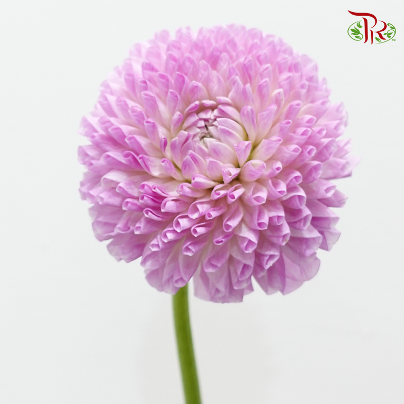 Dahlia Hybrida - Megan Dean (Per Bunch)-Pink-China-prflorist.com.my