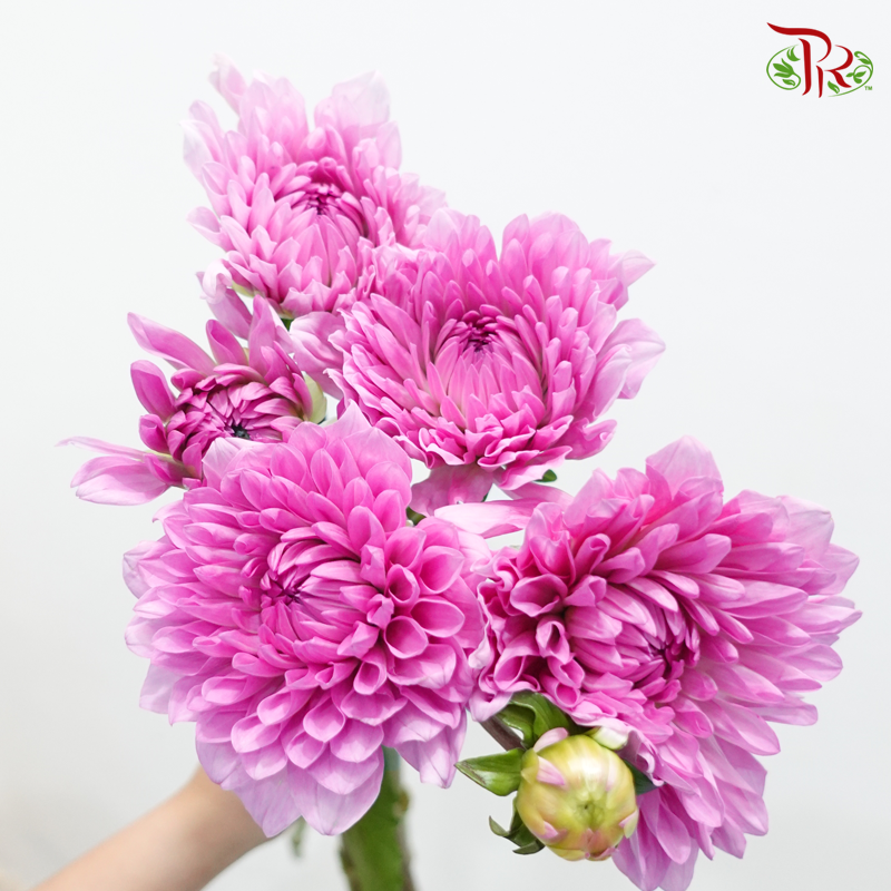 Dahlia Hybrida - Pink Lilac (Per Bunch)-Dark Pink-China-prflorist.com.my