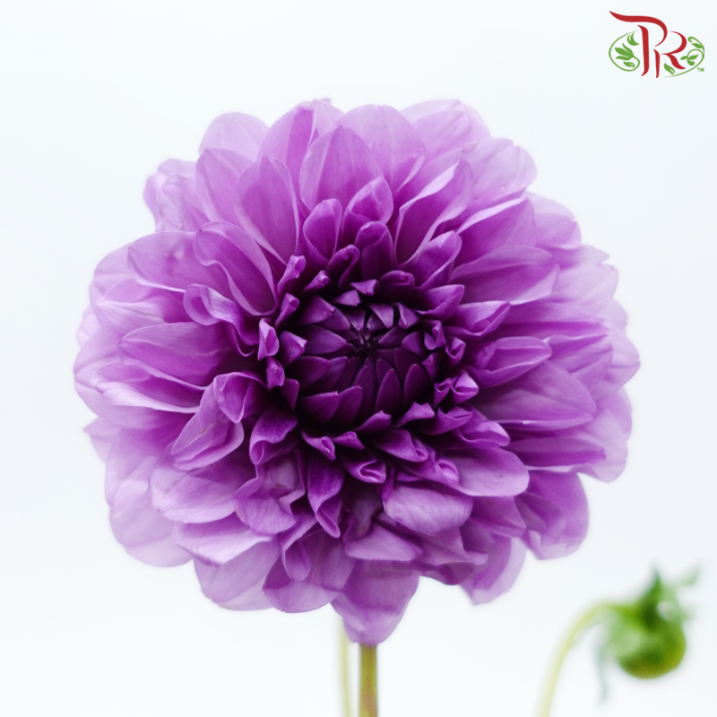 Dahlia Hybrida - Purple (Per Bunch)-Purple-China-prflorist.com.my