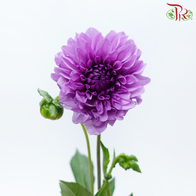 Dahlia Hybrida - Purple (Per Bunch)-Purple-China-prflorist.com.my
