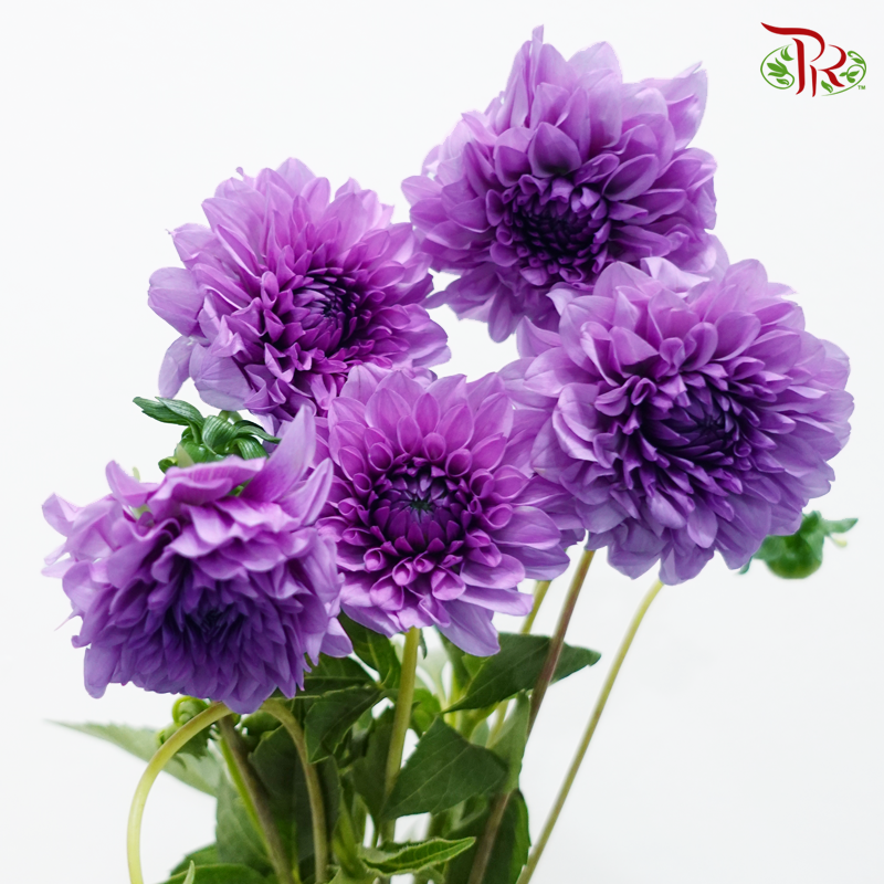 Dahlia Hybrida - Purple (Per Bunch)-Purple-China-prflorist.com.my