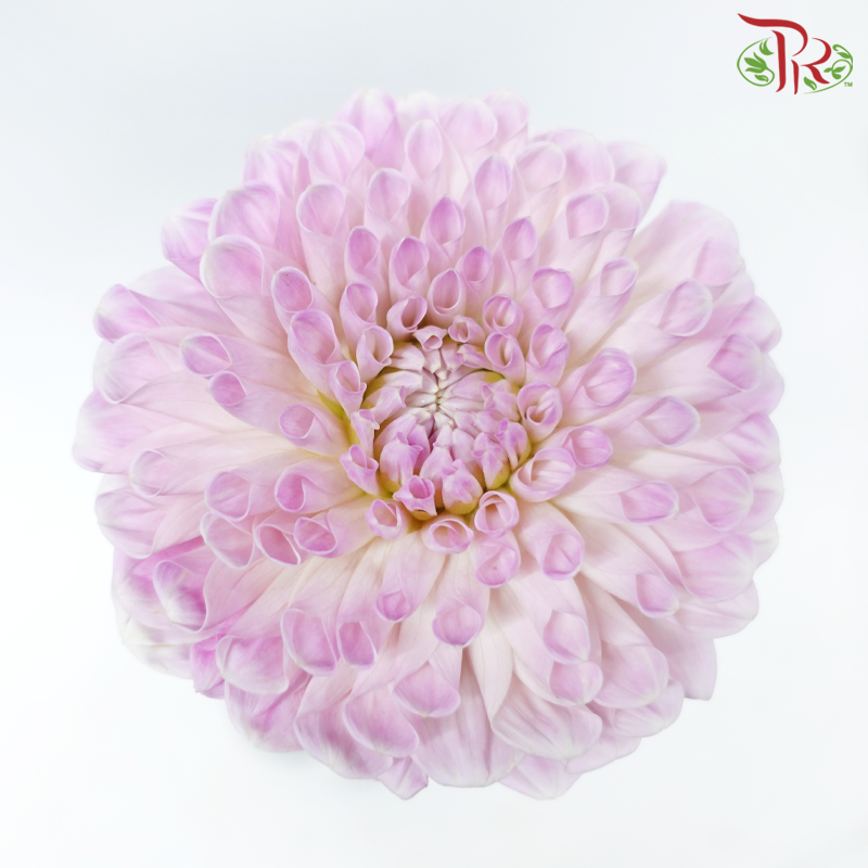 Dahlia Hybrida - Sweet Natalie (Per Bunch)-Pink-China-prflorist.com.my