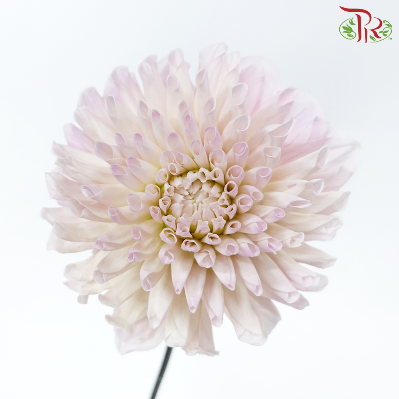 Dahlia Hybrida - Sweet Natalie (Per Bunch)-Pink-China-prflorist.com.my