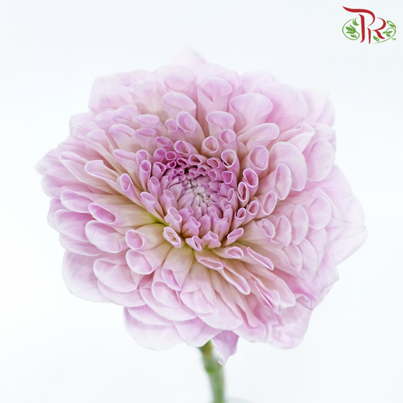Dahlia Hybrida - Sweet Natalie (Per Bunch)-Pink-China-prflorist.com.my
