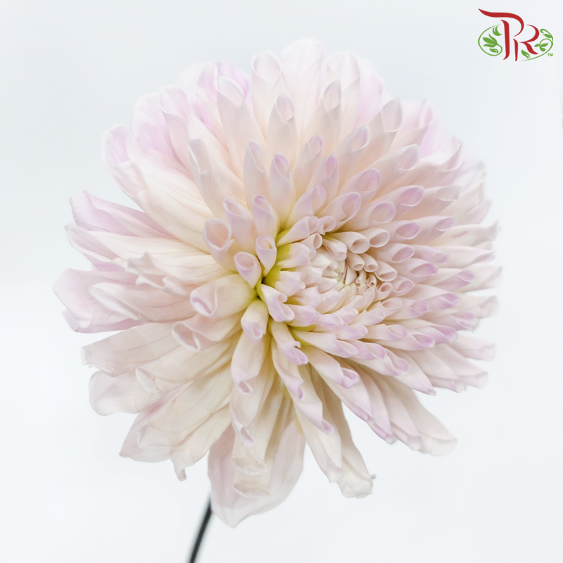Dahlia Hybrida - Sweet Natalie (Per Bunch)-Pink-China-prflorist.com.my