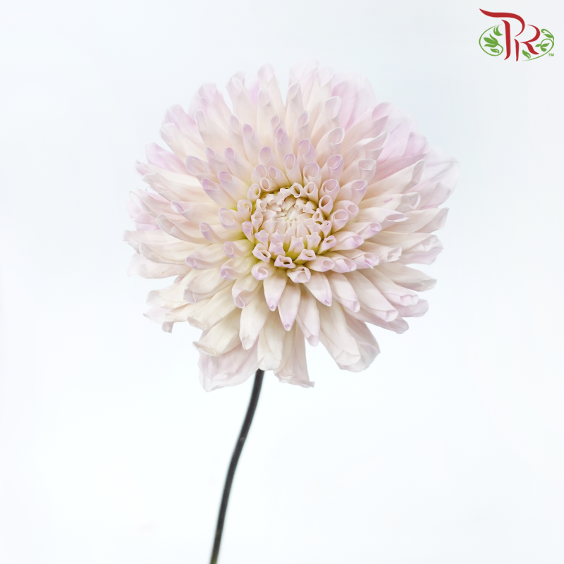 Dahlia Hybrida - Sweet Natalie (Per Bunch)-Pink-China-prflorist.com.my