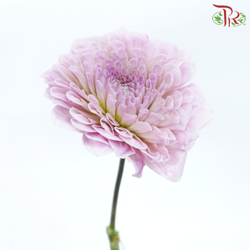 Dahlia Hybrida - Sweet Natalie (Per Bunch)-Pink-China-prflorist.com.my