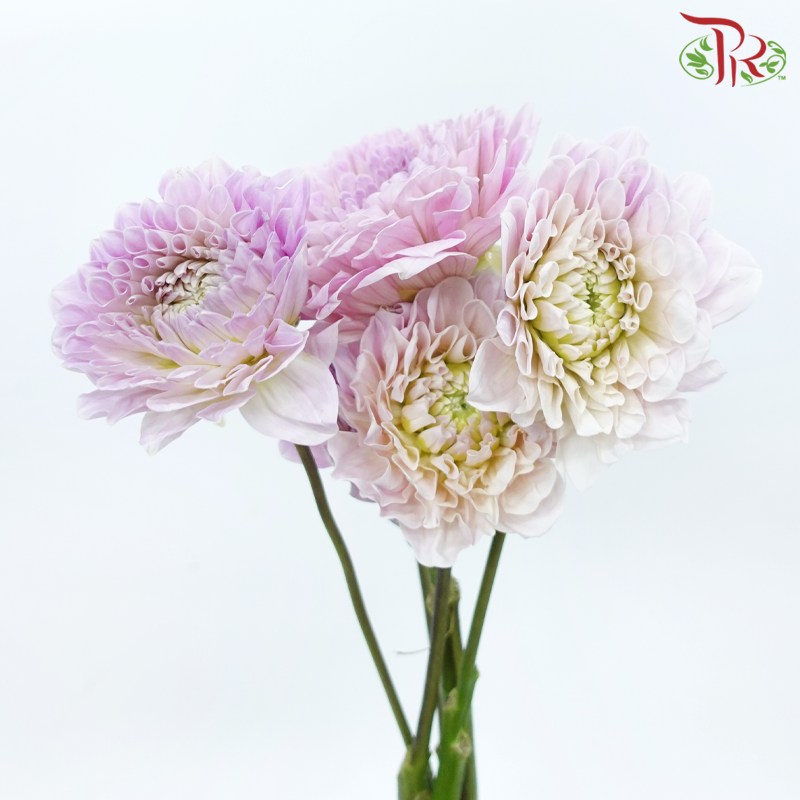 Dahlia Hybrida - Sweet Natalie (Per Bunch)-Pink-China-prflorist.com.my