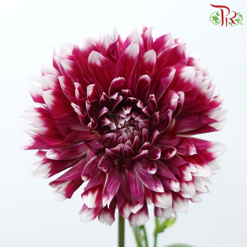 Dahlia Hybrida - X Factor《X原素大理花》 (Per Bunch)-Magenta-China-prflorist.com.my