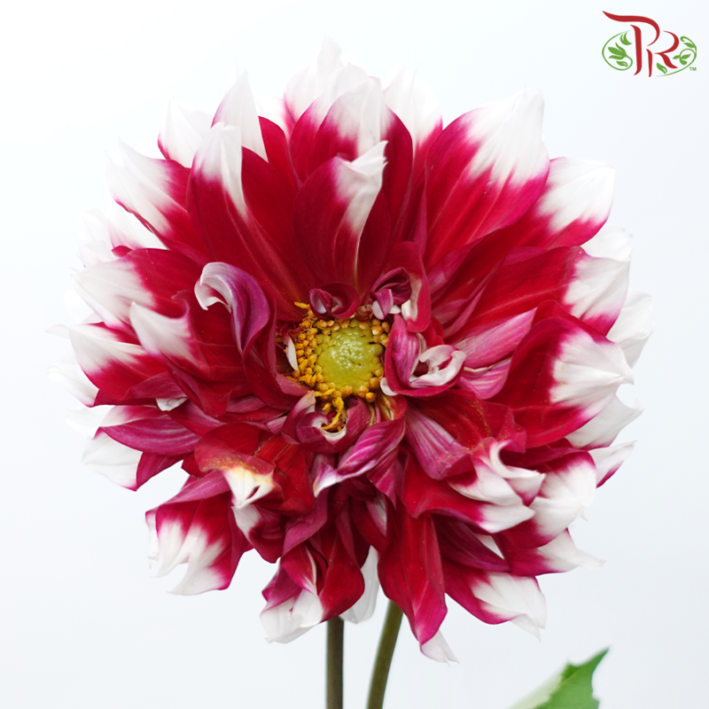 Dahlia Hybrida - X Factor《X原素大理花》 (Per Bunch)-Magenta-China-prflorist.com.my