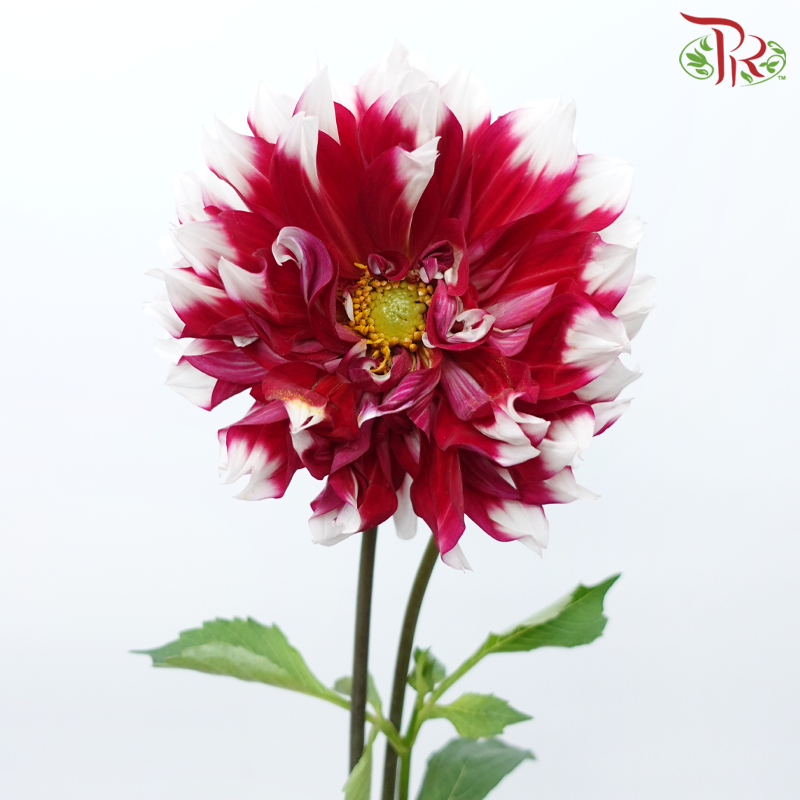 Dahlia Hybrida - X Factor《X原素大理花》 (Per Bunch)-Magenta-China-prflorist.com.my