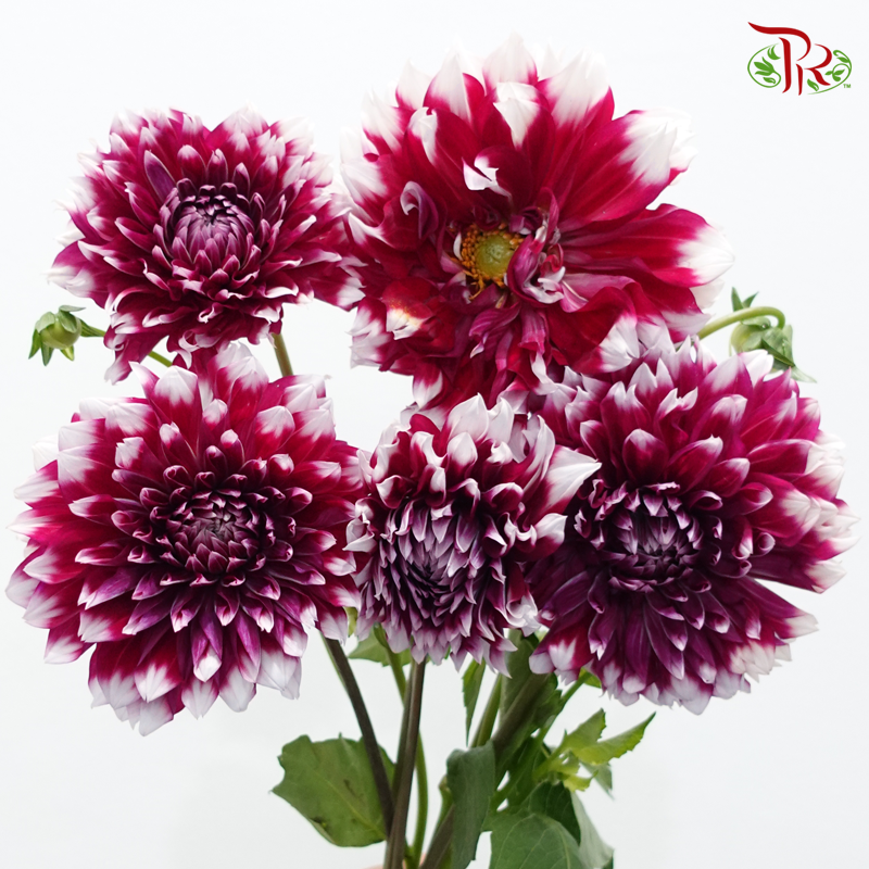 Dahlia Hybrida - X Factor《X原素大理花》 (Per Bunch)-Magenta-China-prflorist.com.my