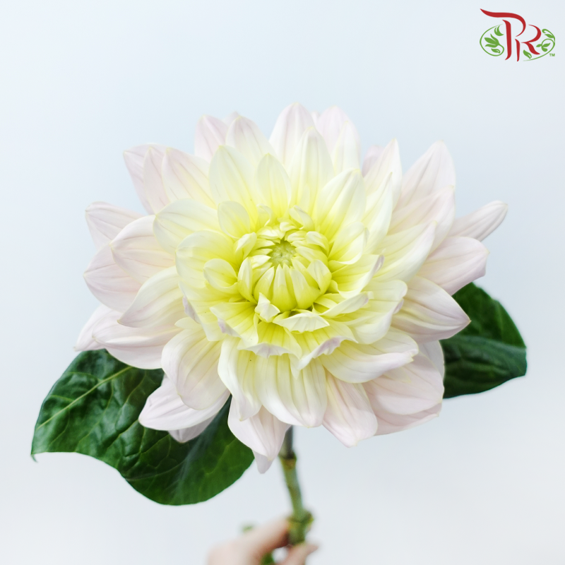 Dahlia - Light Pink (5 Stems)-Light Pink-Netherland-prflorist.com.my