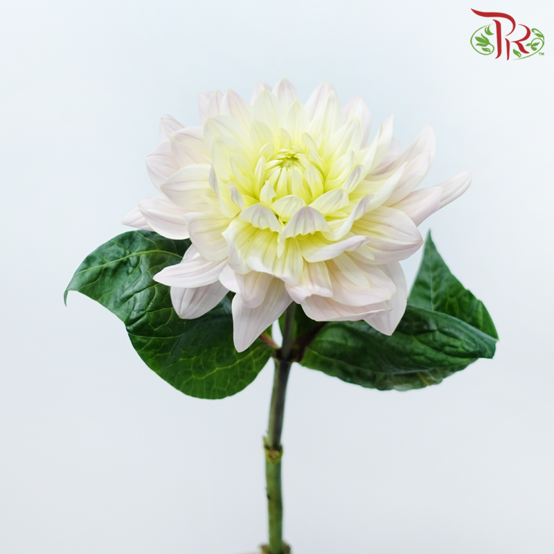 Dahlia - Light Pink (5 Stems)-Light Pink-Netherland-prflorist.com.my
