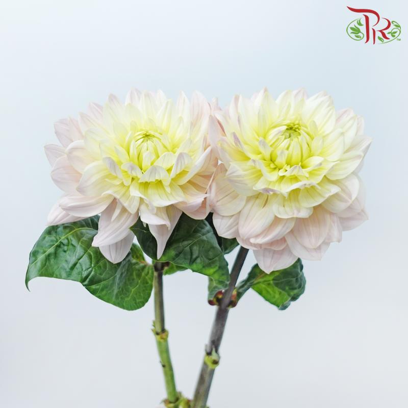 Dahlia - Light Pink (5 Stems)-Light Pink-Netherland-prflorist.com.my