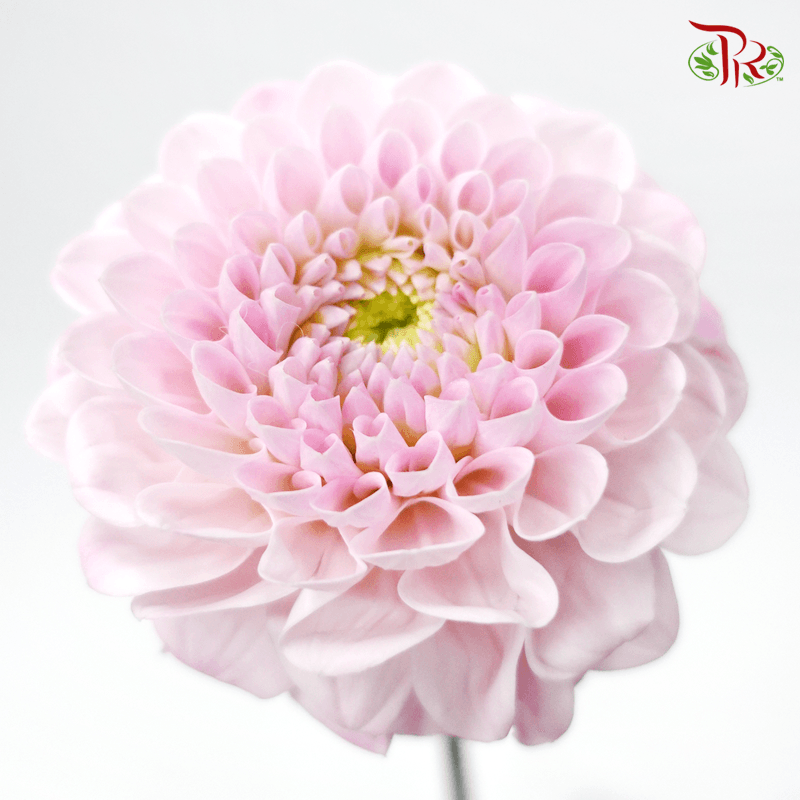 Dahlia - Light Pink (Per Stem) ***FRAGILE-Pink-Japan-prflorist.com.my