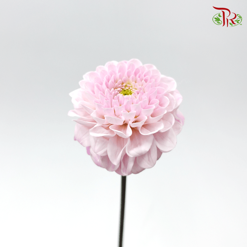Dahlia - Light Pink (Per Stem) ***FRAGILE-Pink-Japan-prflorist.com.my
