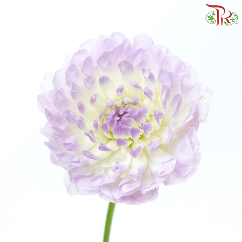 Dahlia - Light Purple With Inner White (Per Bunch)-Light Purple With Inner White-China-prflorist.com.my