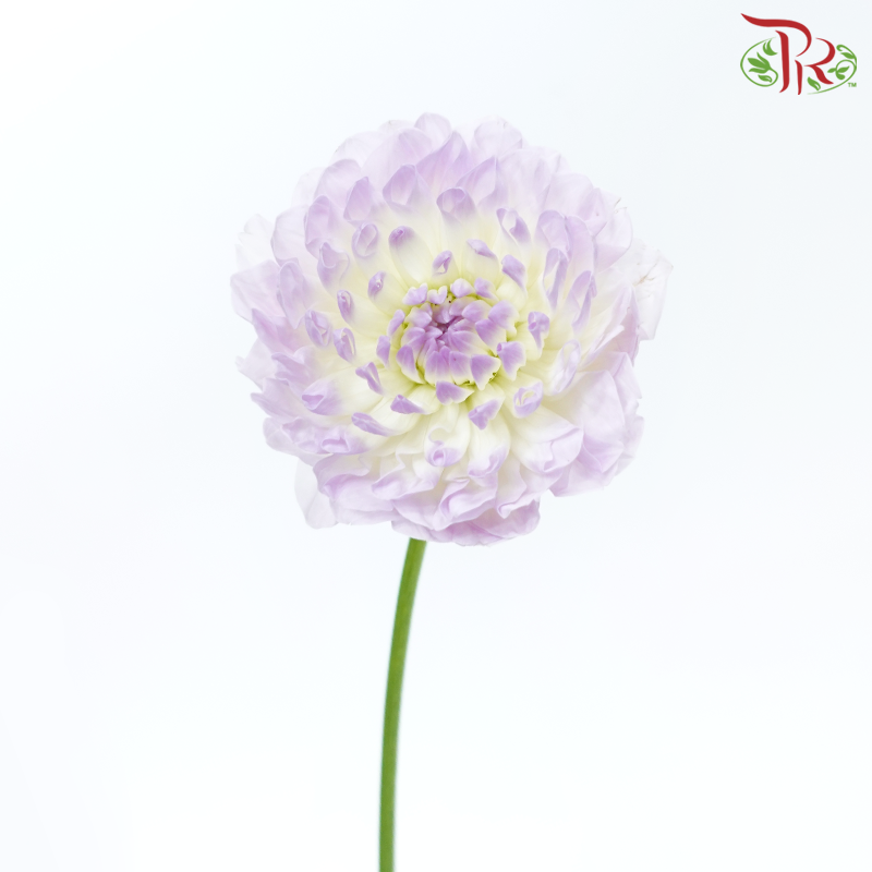 Dahlia - Light Purple With Inner White (Per Bunch)-Light Purple With Inner White-China-prflorist.com.my