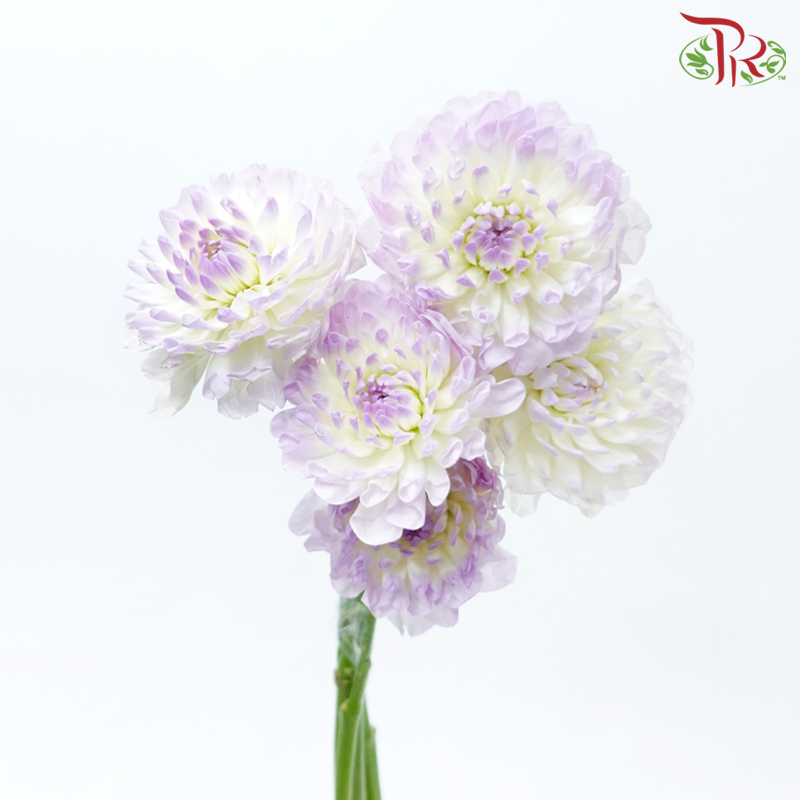Dahlia - Light Purple With Inner White (Per Bunch)-Light Purple With Inner White-China-prflorist.com.my