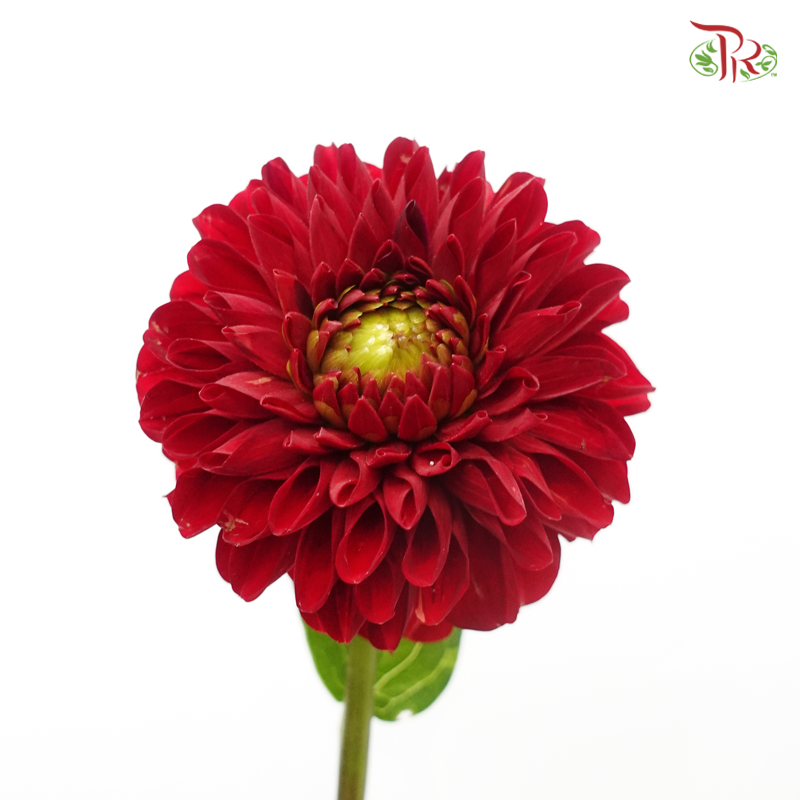 Dahlia - Maroon (5 Stems)-Maroon-Netherland-prflorist.com.my