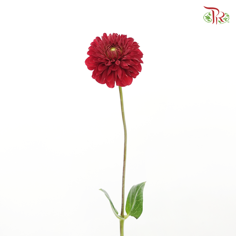 Dahlia - Maroon (5 Stems)-Maroon-Netherland-prflorist.com.my