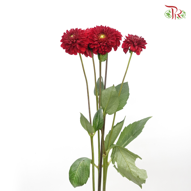 Dahlia - Maroon (5 Stems)-Maroon-Netherland-prflorist.com.my