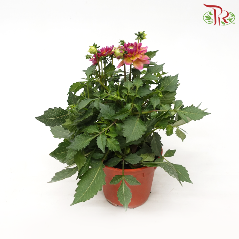 Danish Rose 105P《丹麦玫瑰》(Random Pick)