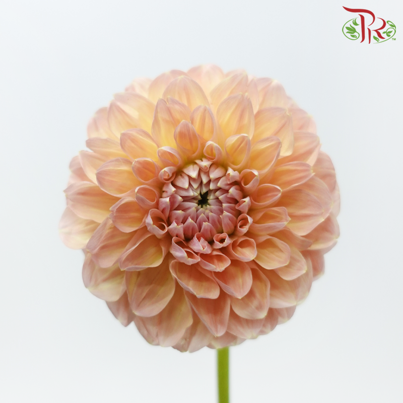 Dahlia - Pastel Peach (5 Stems)-Champagne / Peach-Netherland-prflorist.com.my