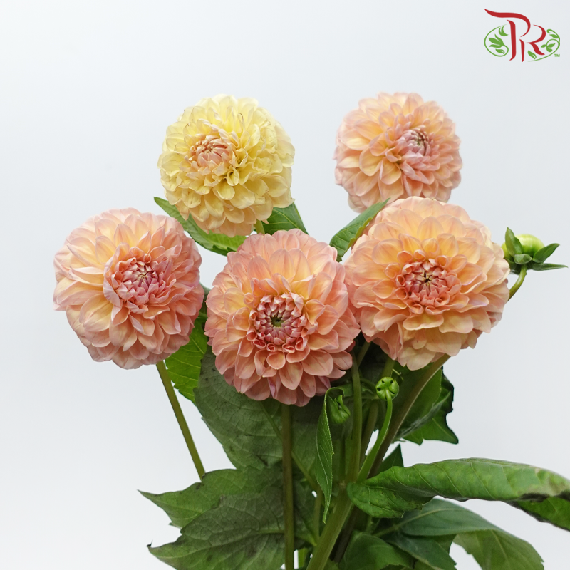 Dahlia - Pastel Peach (5 Stems)-Champagne / Peach-Netherland-prflorist.com.my