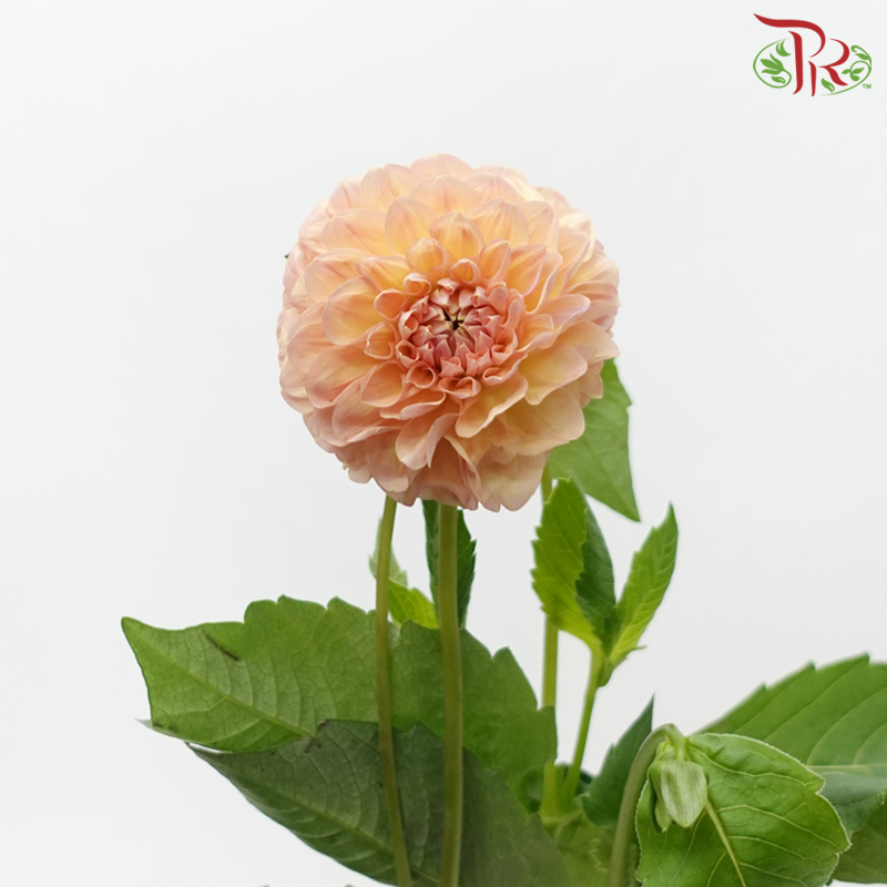 Dahlia - Pastel Peach (5 Stems)-Champagne / Peach-Netherland-prflorist.com.my