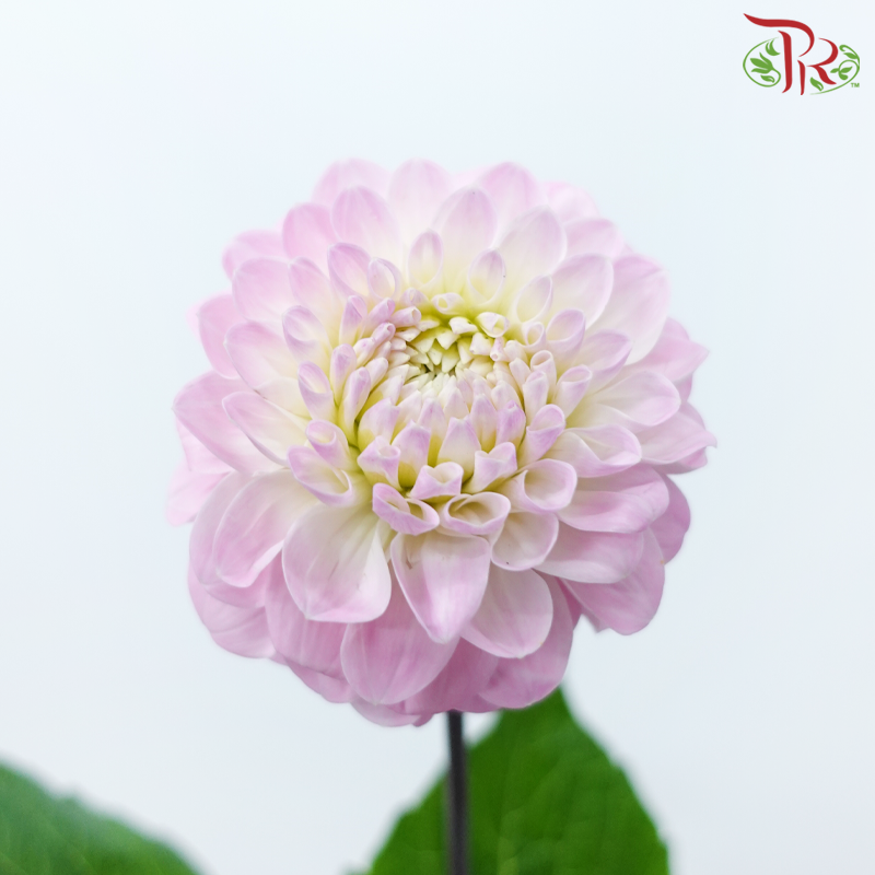 Dahlia - Pink (5 Stems)-Pink-Netherland-prflorist.com.my