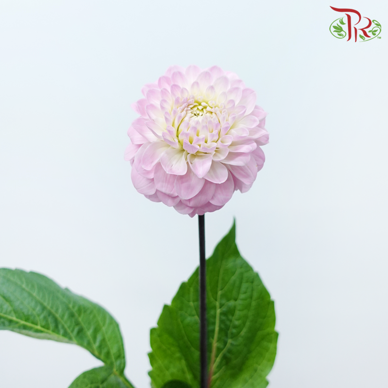 Dahlia - Pink (5 Stems)-Pink-Netherland-prflorist.com.my