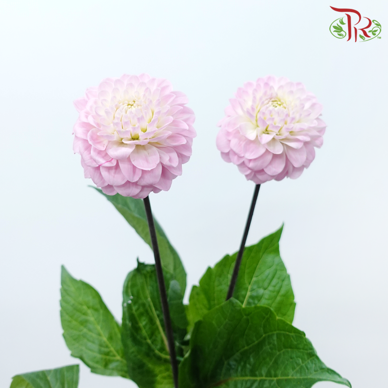 Dahlia - Pink (5 Stems)-Pink-Netherland-prflorist.com.my