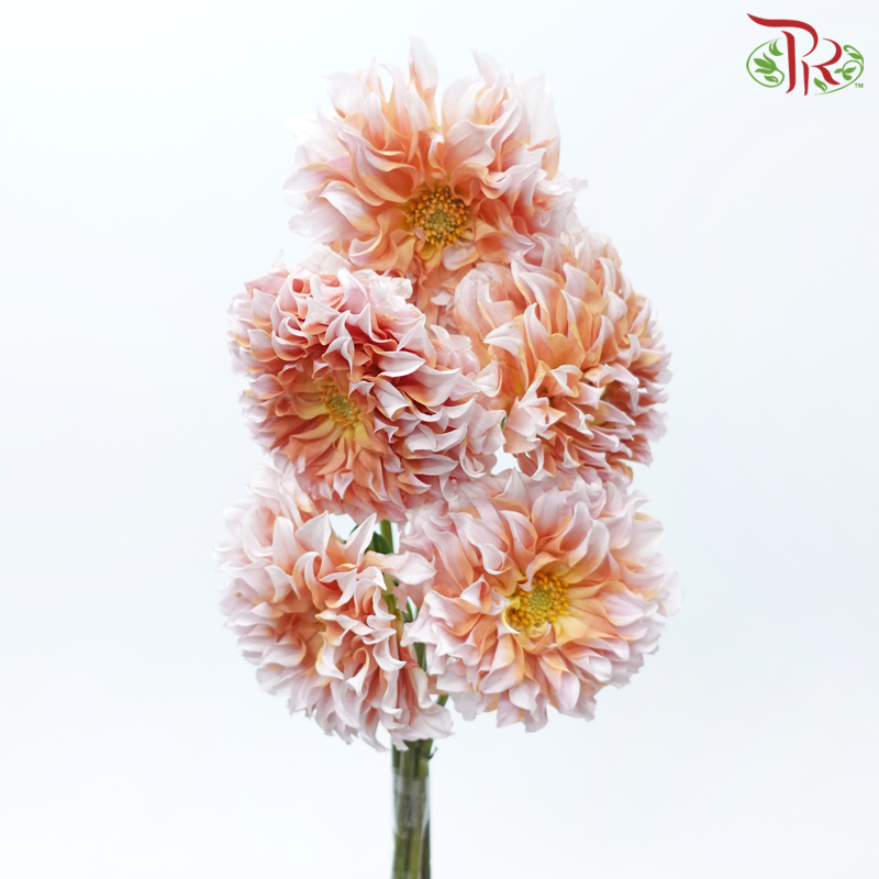 Dahlia - Pink With Inner Orange (Per Bunch)-Pink With Inner Orange-China-prflorist.com.my