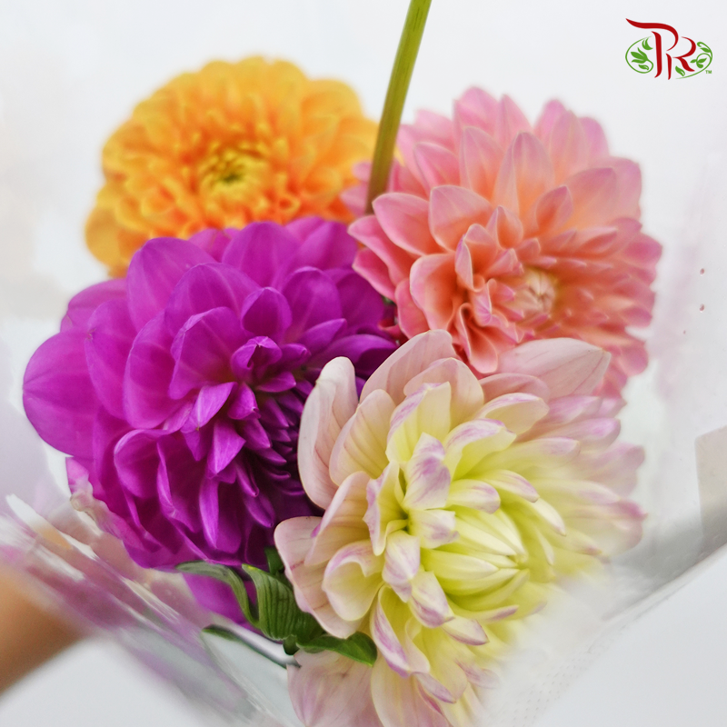 Dahlia - Random Mixed Colour (5 Stems) Short & Fragile-Netherland-prflorist.com.my