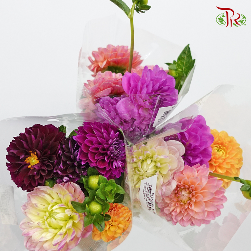 Dahlia - Random Mixed Colour (5 Stems) Short & Fragile-Netherland-prflorist.com.my