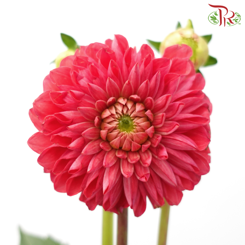 Dahlia - Raspberry (Per Bunch)-Raspberry-China-prflorist.com.my
