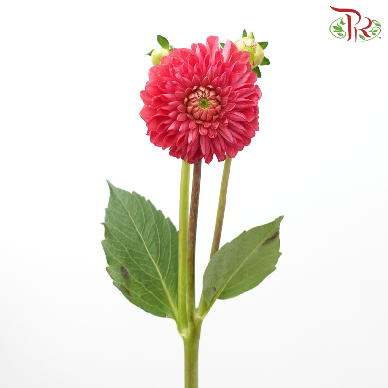 Dahlia - Raspberry (Per Bunch)-Raspberry-China-prflorist.com.my