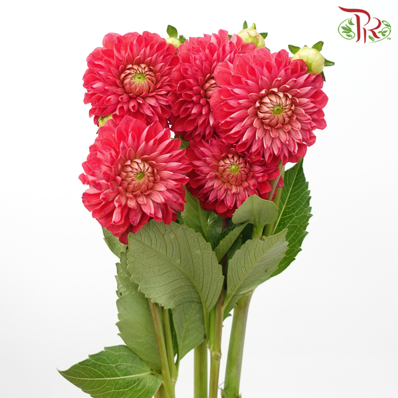 Dahlia - Raspberry (Per Bunch)-Raspberry-China-prflorist.com.my