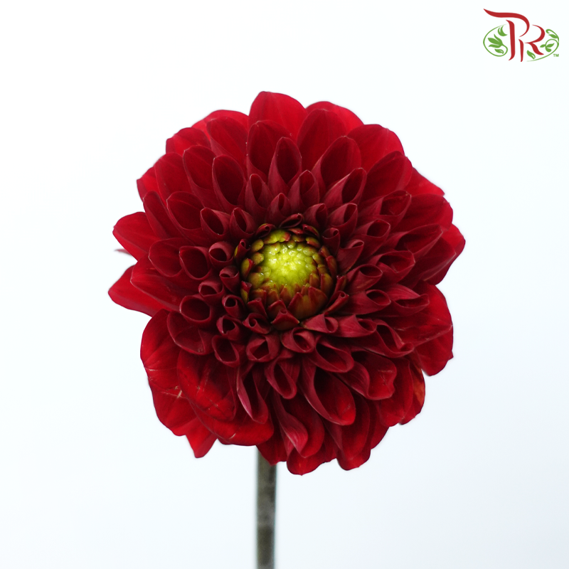 Dahlia - Red (2 Stems)-Red-Netherland-prflorist.com.my