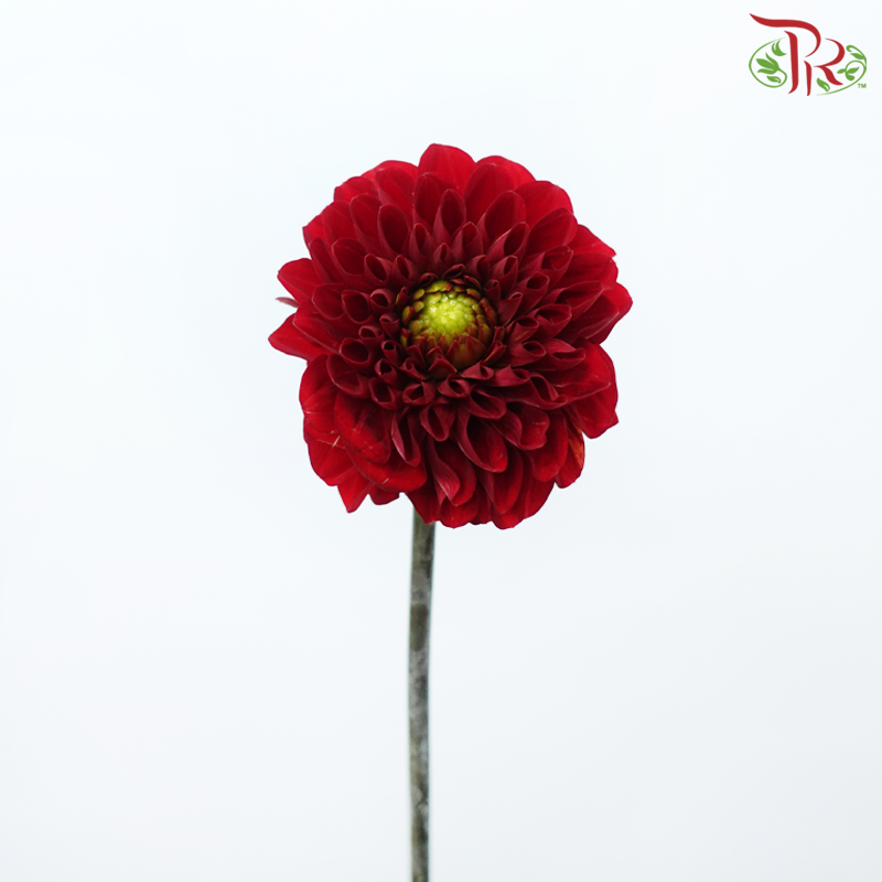 Dahlia - Red (2 Stems)-Red-Netherland-prflorist.com.my